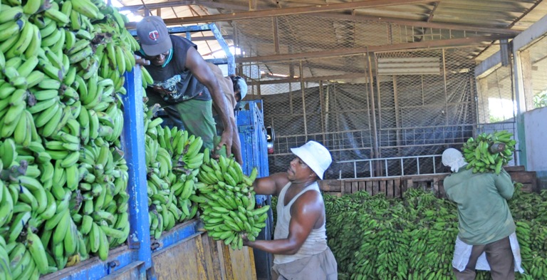 comercializacion productos agricolas port