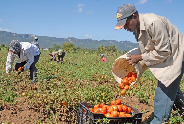 cosecha tomate en guantanamo