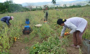 cosecha tomate valle
