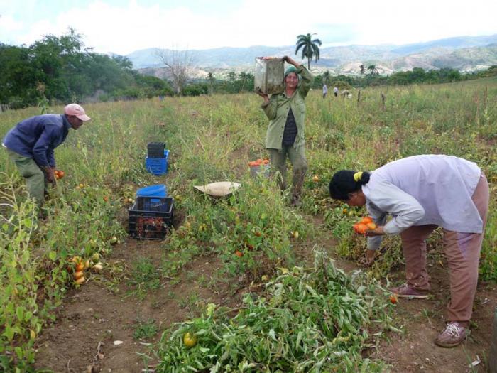 cosecha tomate valle2