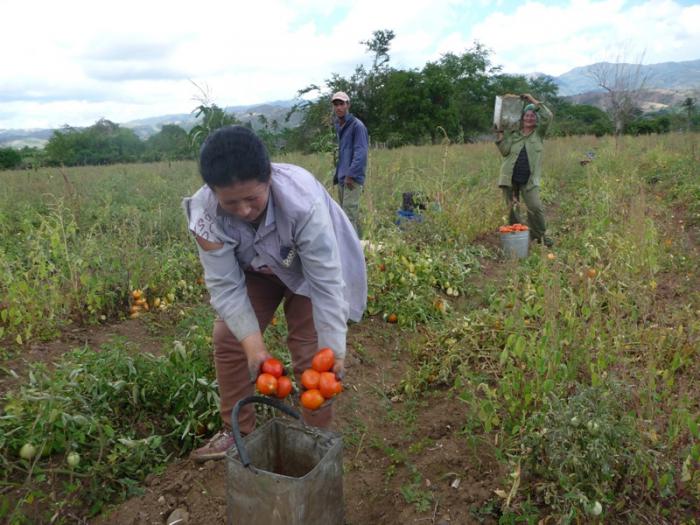 cosecha tomate valle caujeri