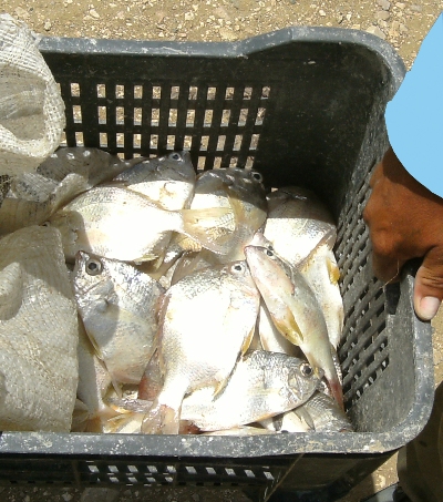 exterminio bahia4