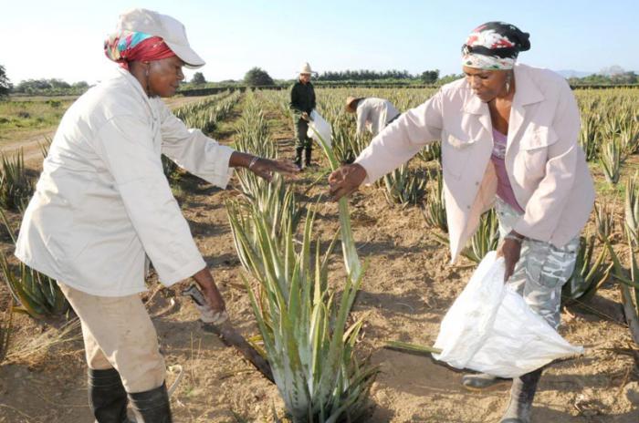 finca cultivo muralla