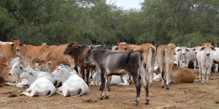 ganaderia sequia