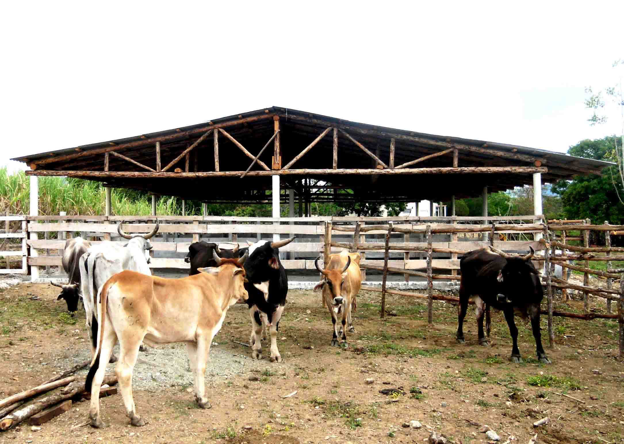 ganadería guantanamo vacas