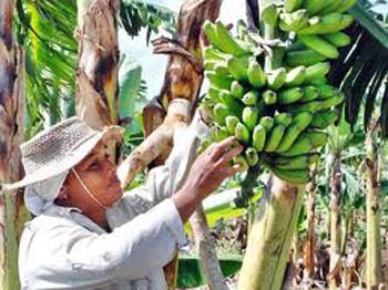 gtmo mujer campesina