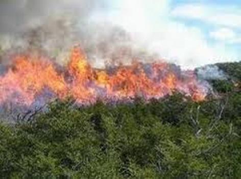 incendio forestal