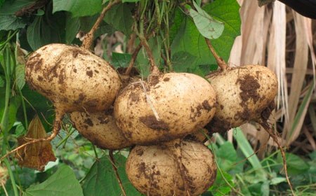 jicama