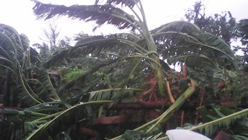 maisi platanos huracan