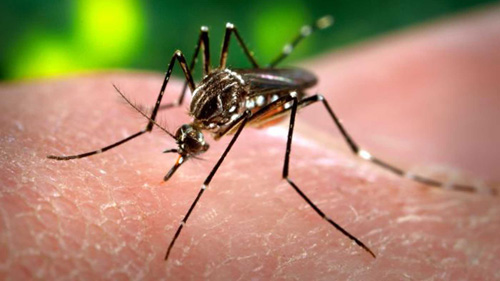mosquito virus zika