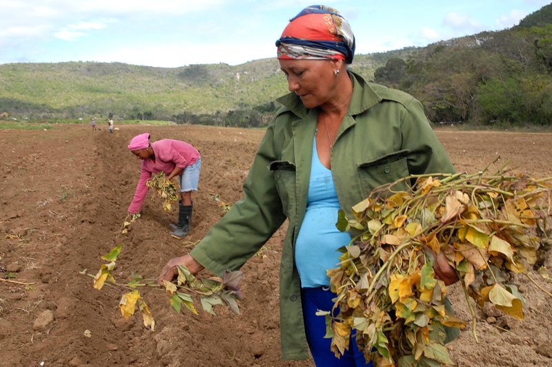 mujer guantanamera rev4