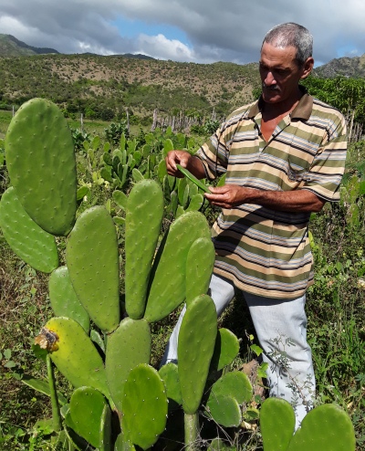 nopal forrajero