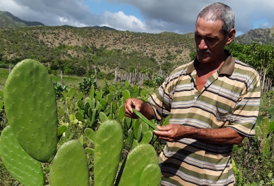 nopal forrajero portada