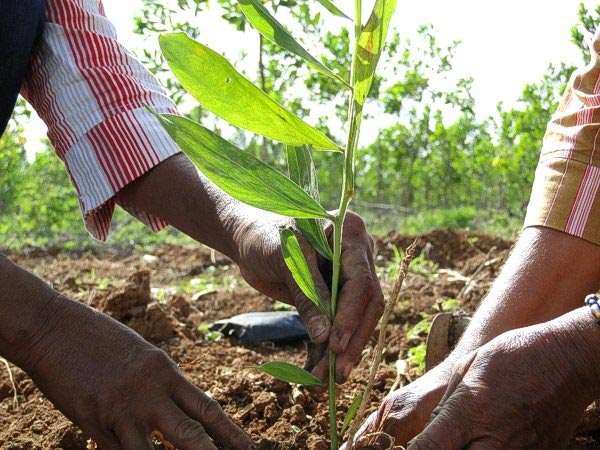 reforestacion medio ambient