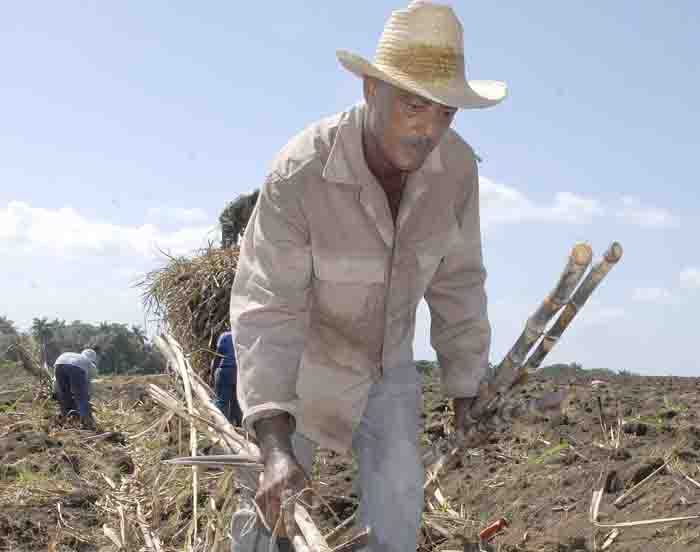 siembra de caña portada