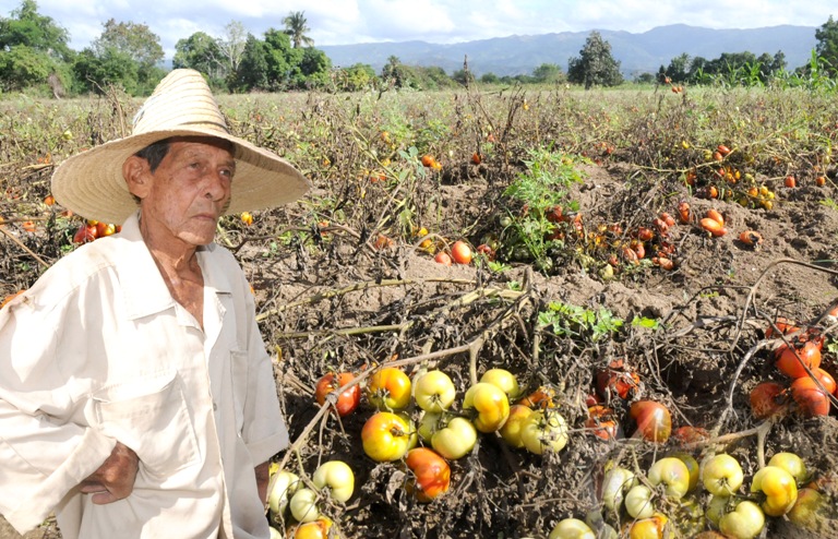 tomate perdidas lluvias