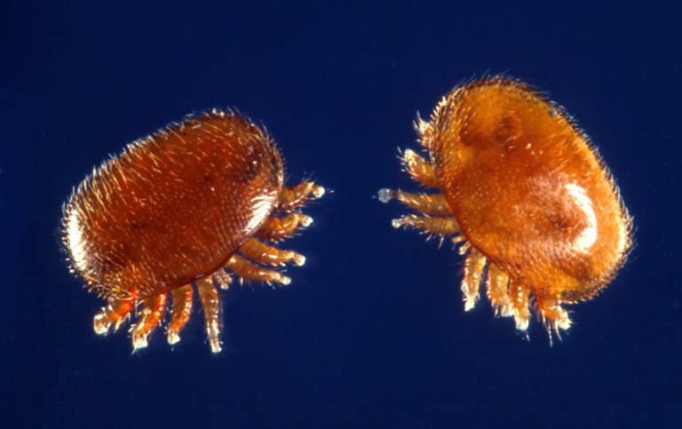 varroasis abeja2