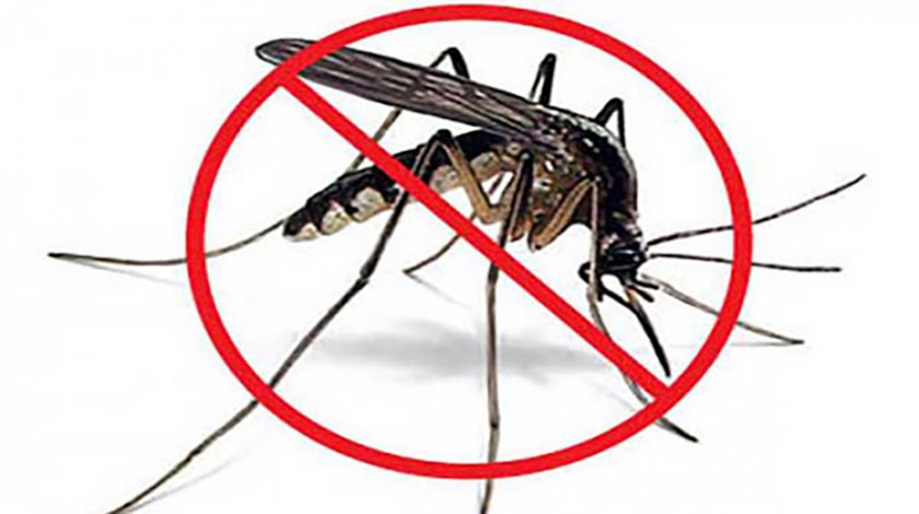 0 13 aedes