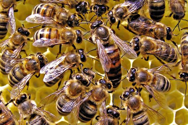 abejas reinas