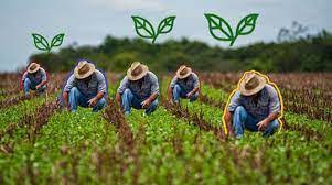 campesino 2022
