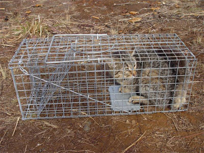 gato salvaje capturado con trampa
