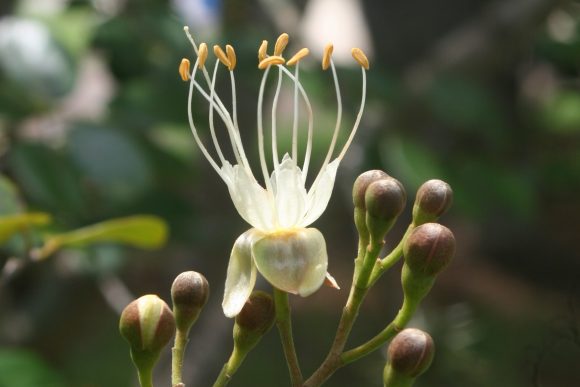 Caguarán 0 580x387