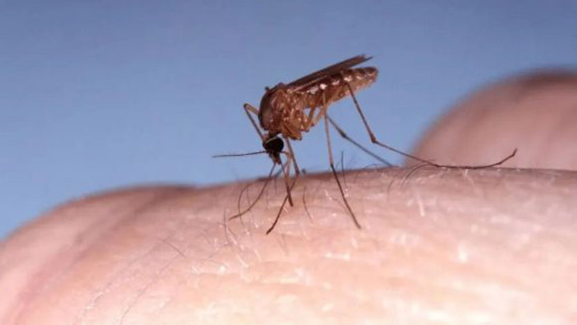 full mosquito