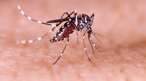 mosquito aedes