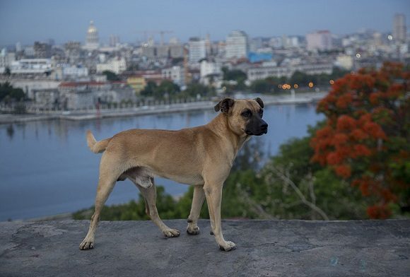 animales03 580x392 1 580x392