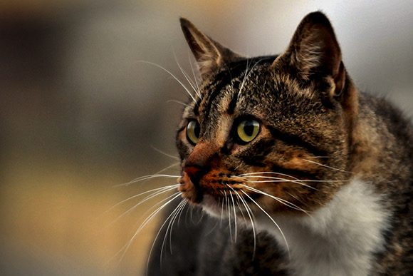 gato animales 580x387