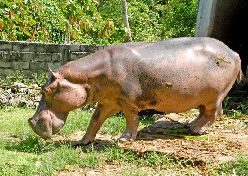 reportaje zoo baracoa 2