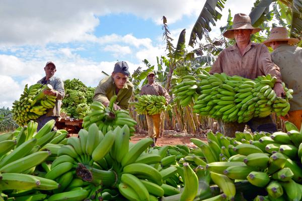 platano la cuba