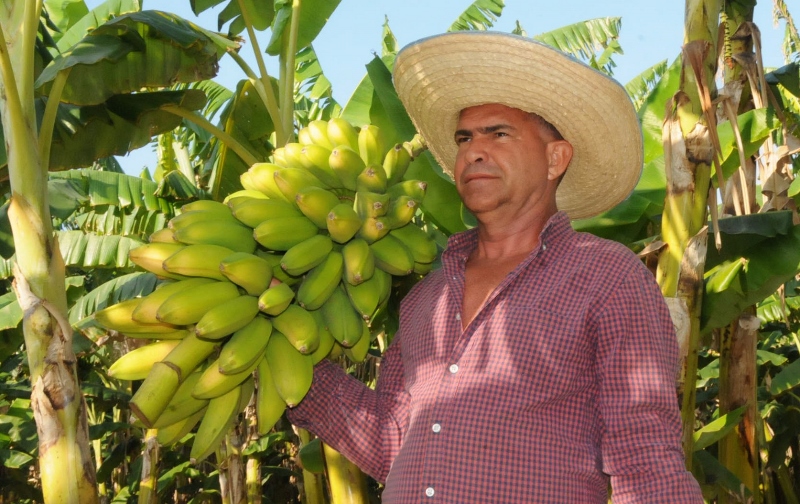 Chichito el platanero