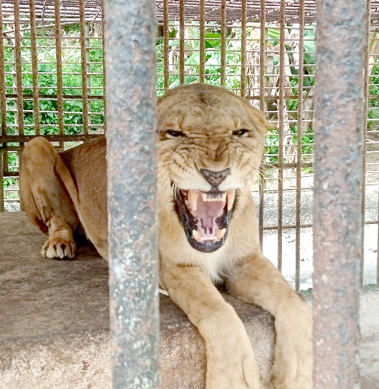 reportaje zoo baracoa 3