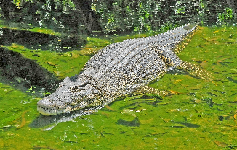 reportaje zoo baracoa 4