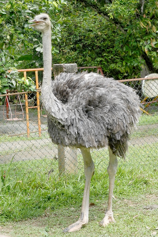 reportaje zoo baracoa 5