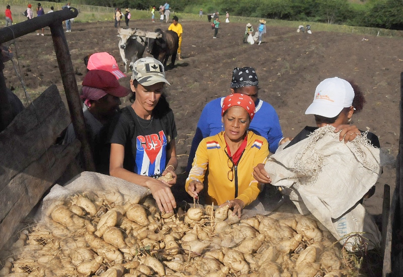 guantanameras campesinas 1