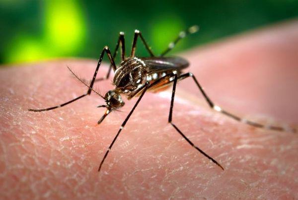 mosqui aedes