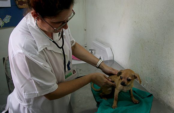 veterinarios cuba 580x379
