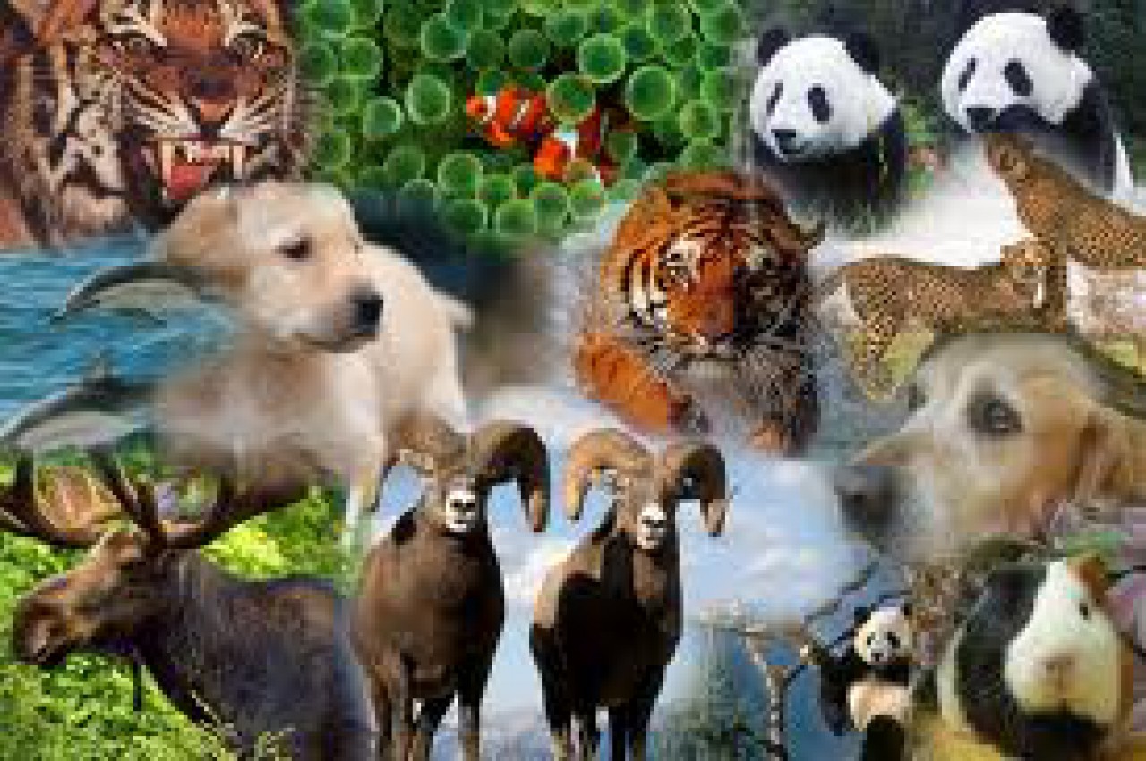 1animalesextinción