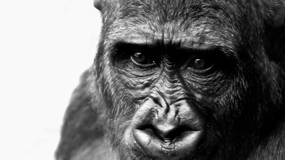 MOno 580x327