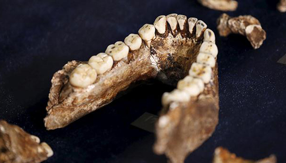 Pedazo-de-la-dentadura-de-un-Homo-naledi