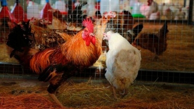 celulas humanas pollos