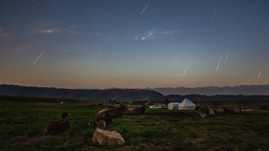 lluvia estrellas vacas
