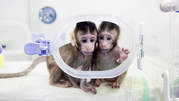 macacos clonados