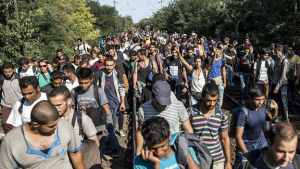 migratoria