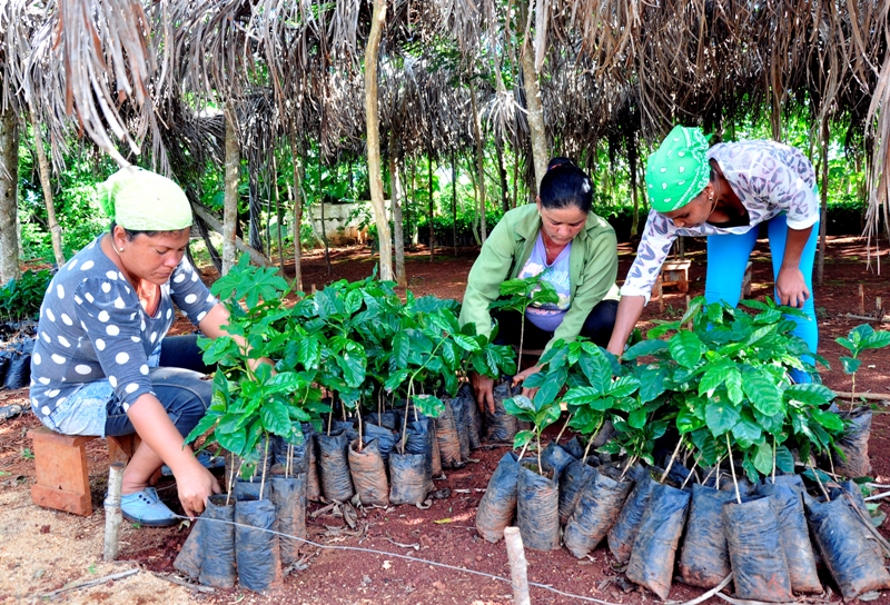 3 café Maisí