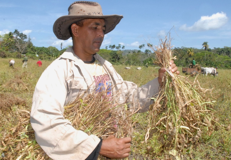 anap produccion alimentos