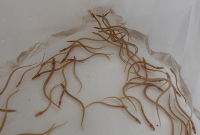 angula pes