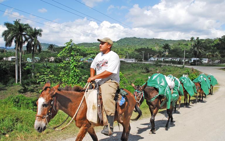 arriero camino